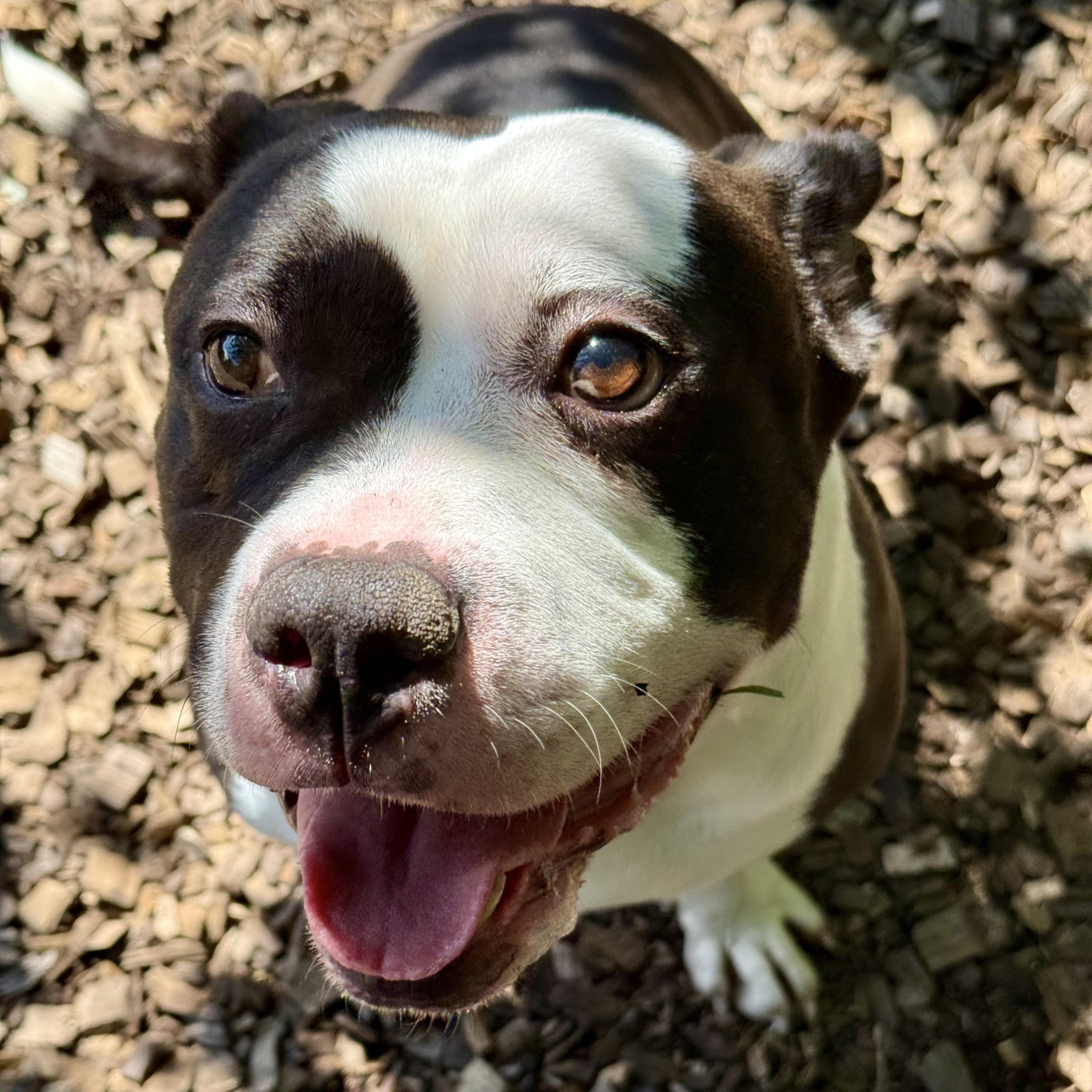 King- 53551, ADOPTABLE, Adult Male American Bully.