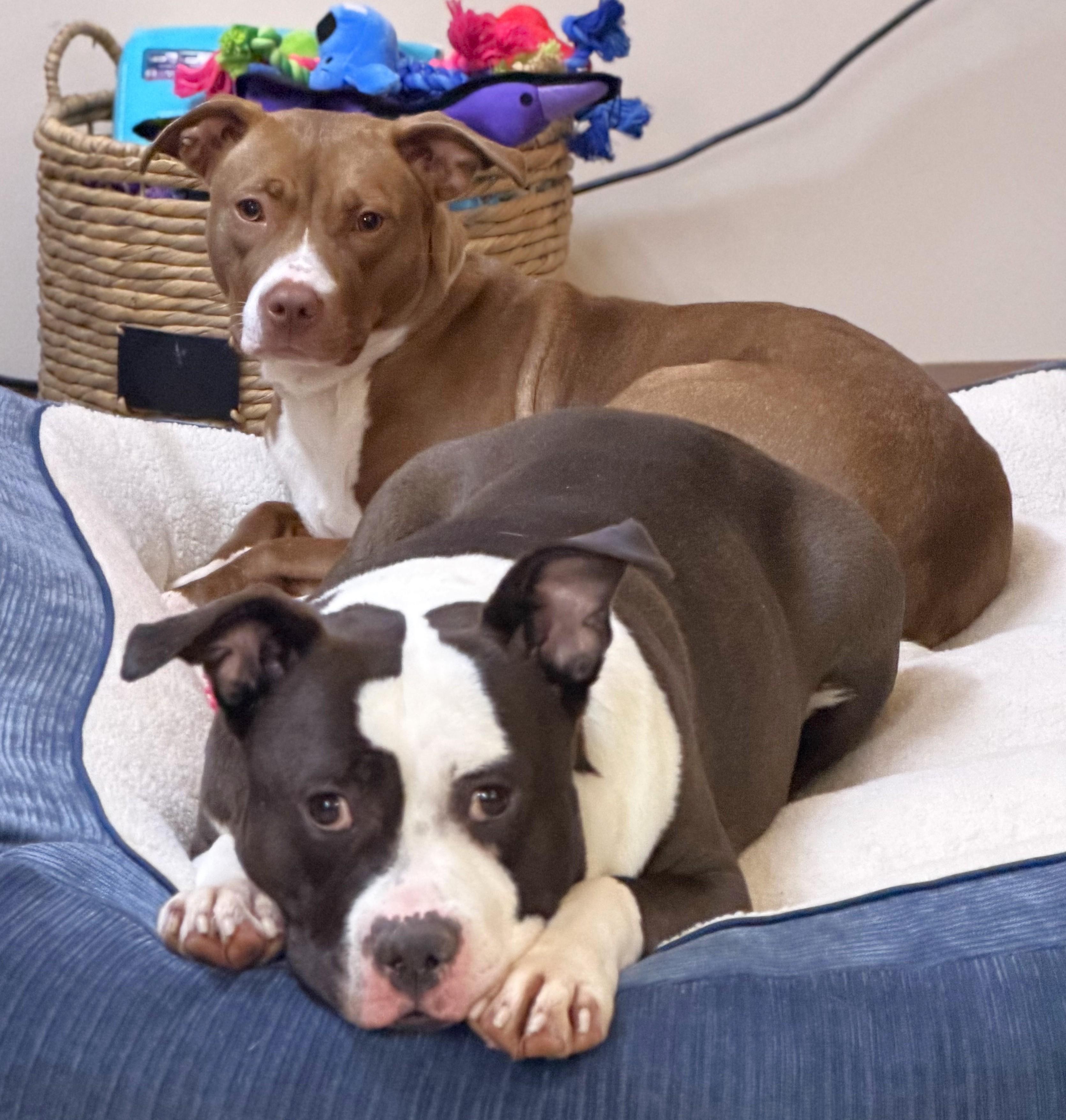 Enlarge King- 53551, a Adoptable American Bully in Columbia, MD image 3/6