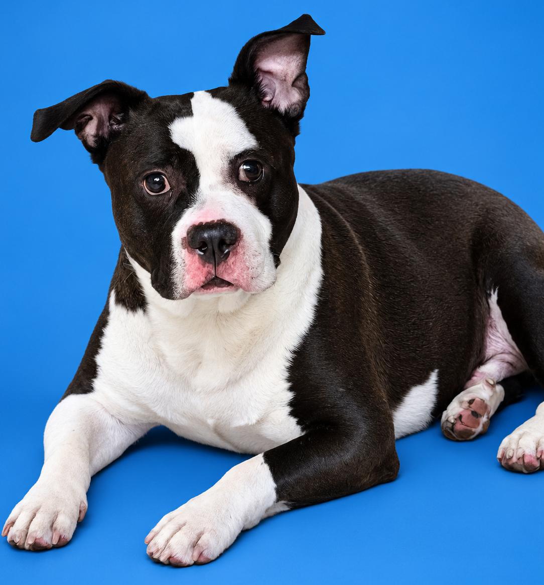 King- 53551, Adoptable, Adult Male American Bully.
