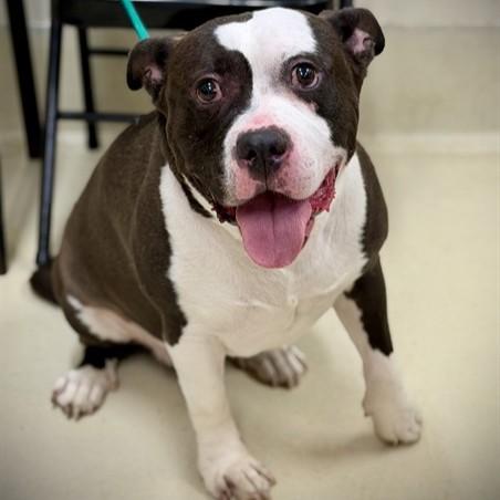 King- 53551, ADOPTABLE, Adult Male American Bully.