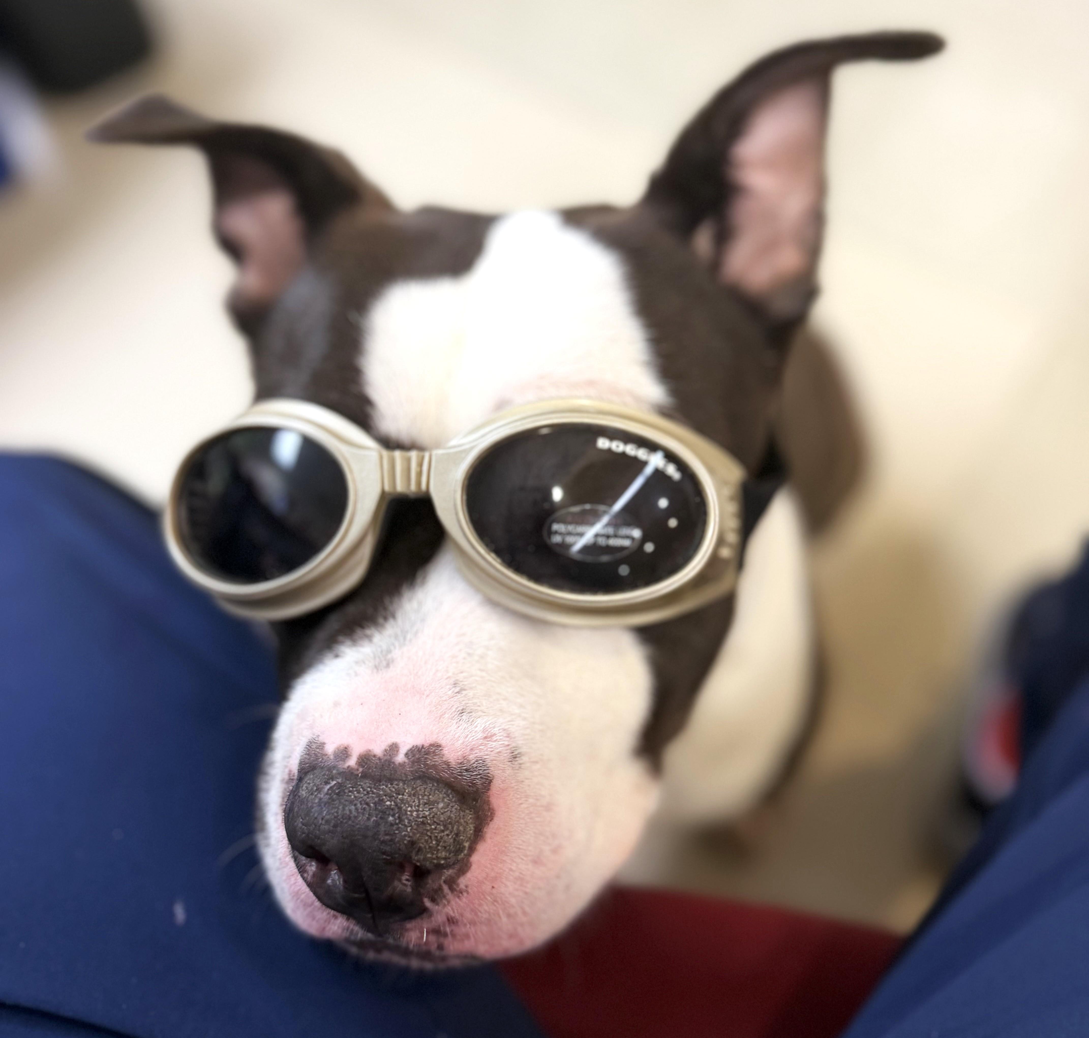 Enlarge King- 53551, a Adoptable American Bully in Columbia, MD image 6/6