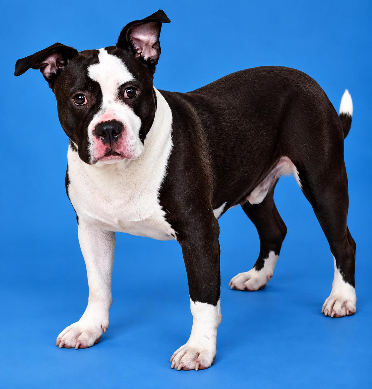 Enlarge King- 53551, a Adoptable American Bully in Columbia, MD image 4/6
