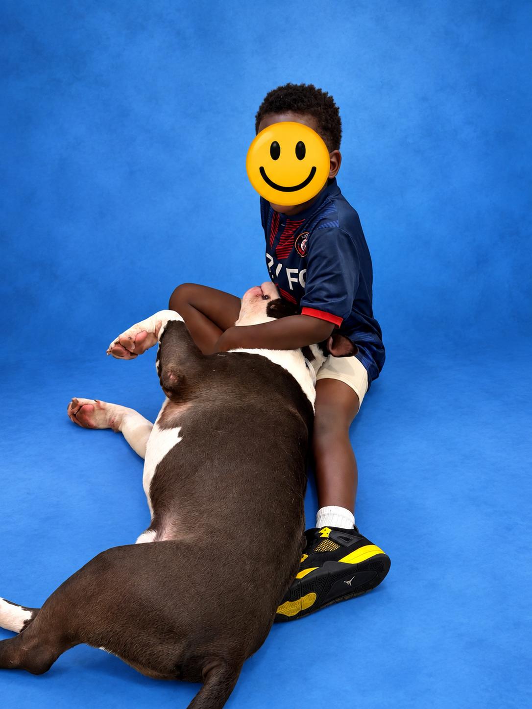 Enlarge King- 53551, a Adoptable American Bully in Columbia, MD image 2/6