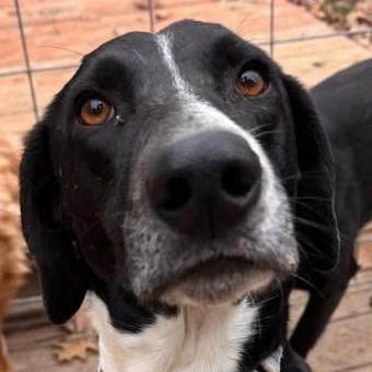 Turq, a Adoptable mixed breed in Avon, IN image 1/2