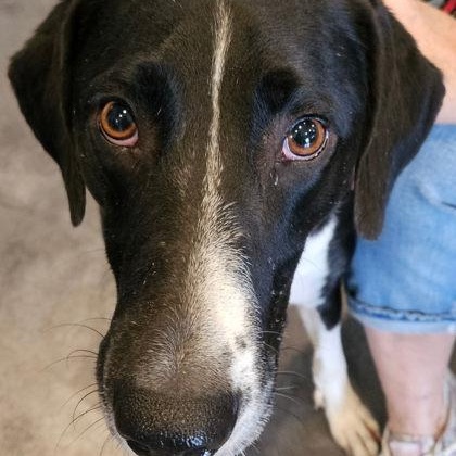 Turq, a Adoptable mixed breed in Avon, IN image 2/2