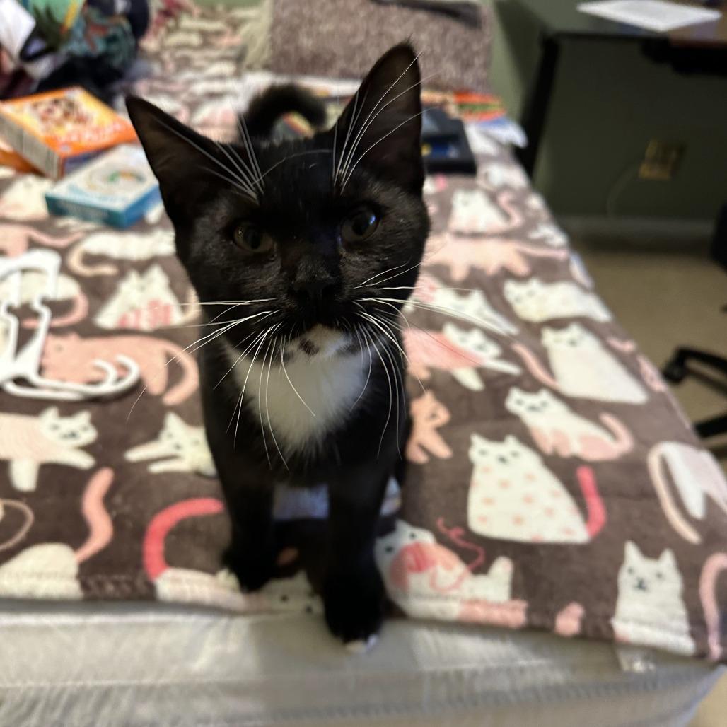Aries @PAWZ pet cafe, Adoptable, Young Male Domestic Short Hair.