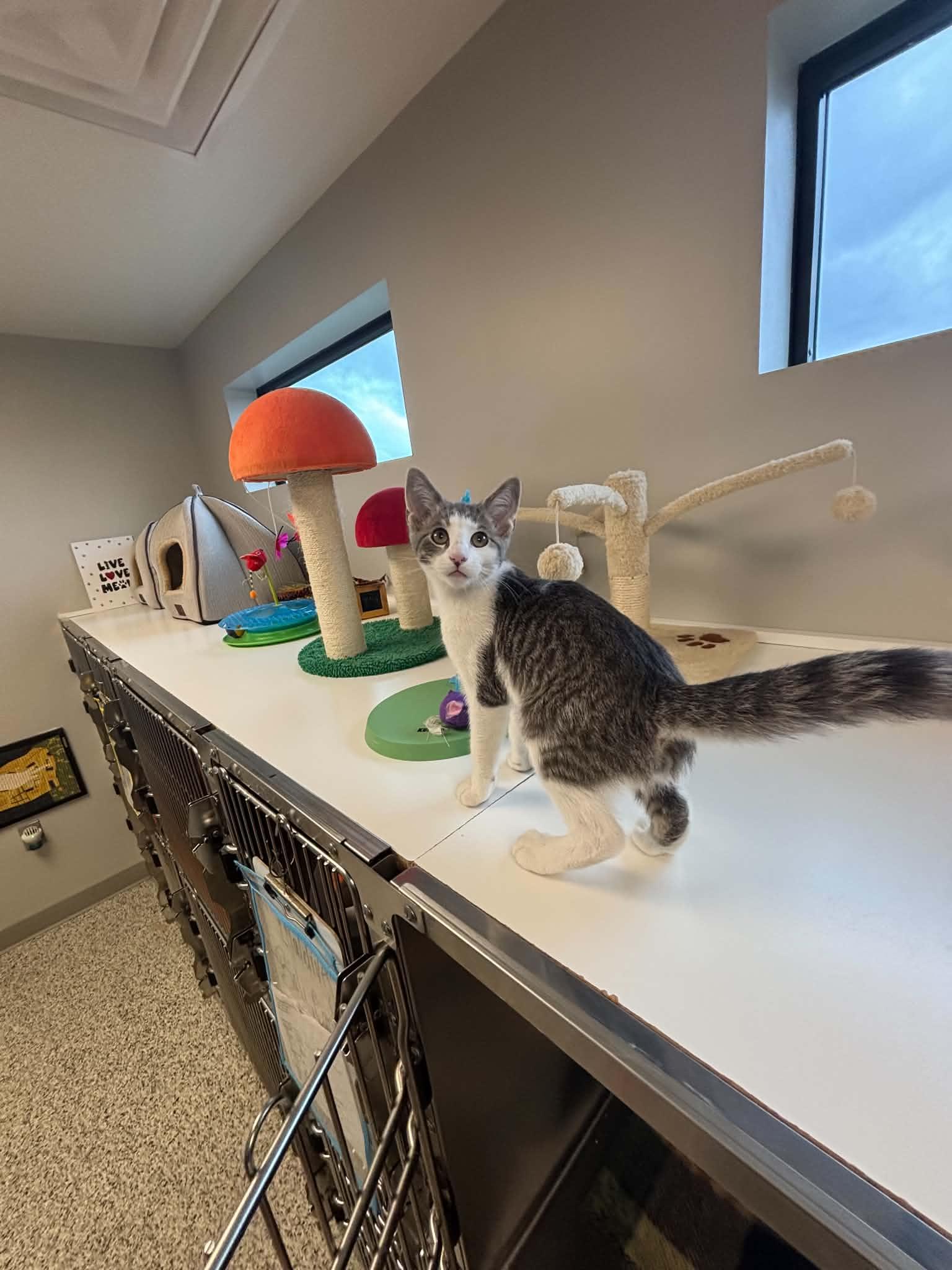 Biscuit, a ADOPTABLE Domestic Short Hair in Liberty, MO image 5/6