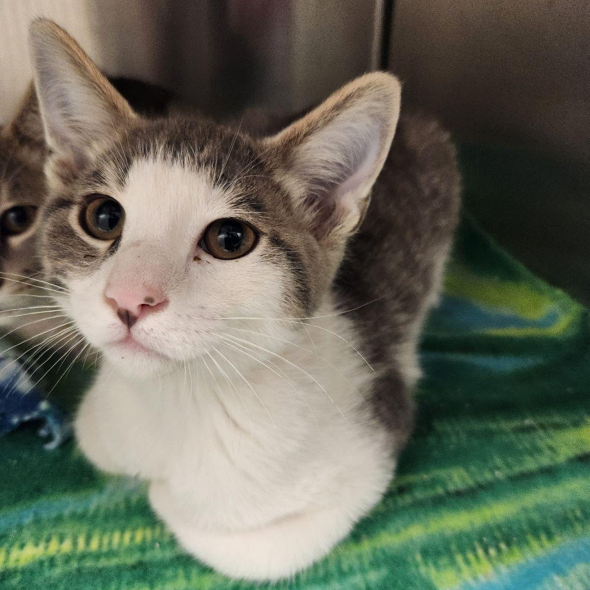 Biscuit, a ADOPTABLE Domestic Short Hair in Liberty, MO image 1/6