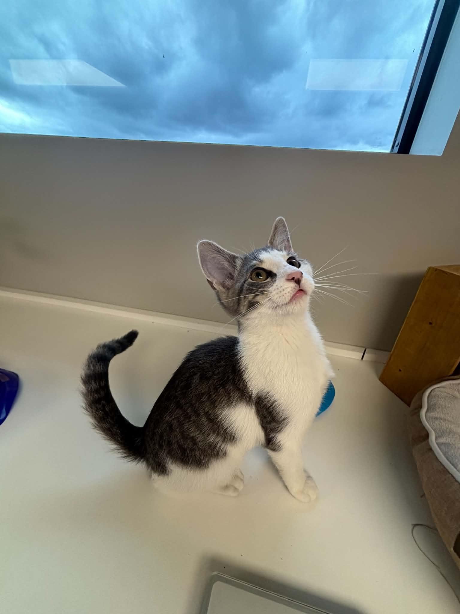 Biscuit, a ADOPTABLE Domestic Short Hair in Liberty, MO image 4/6