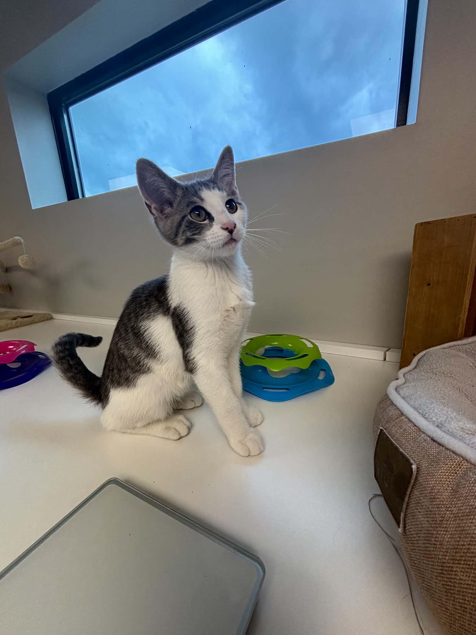Biscuit, a ADOPTABLE Domestic Short Hair in Liberty, MO image 6/6