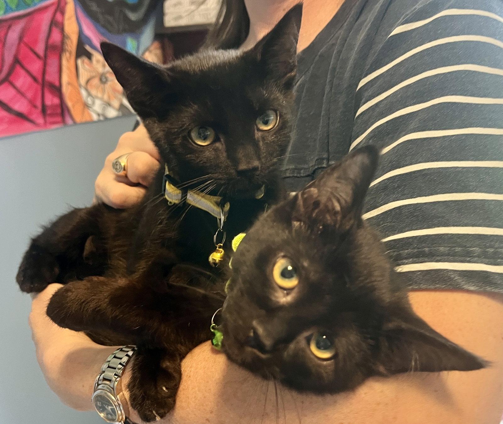 *Tabasco Sauce, Adoptable, Kitten Male Domestic Short Hair.