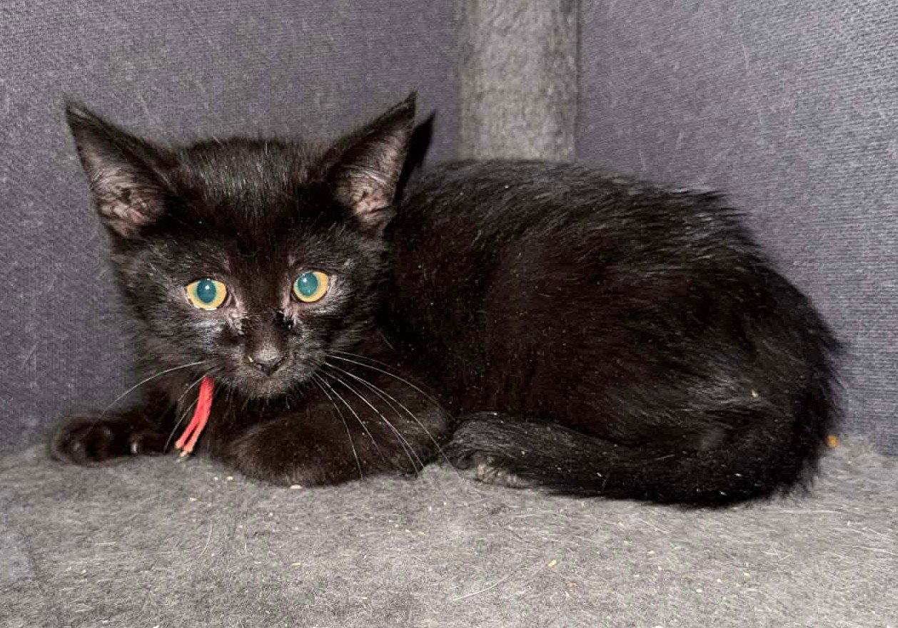 *Tabasco Sauce, Adoptable, Kitten Male Domestic Short Hair.