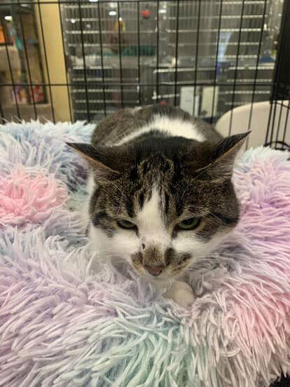 Enlarge Zena, a Adoptable Domestic Short Hair in Castro Valley, CA image 1/3