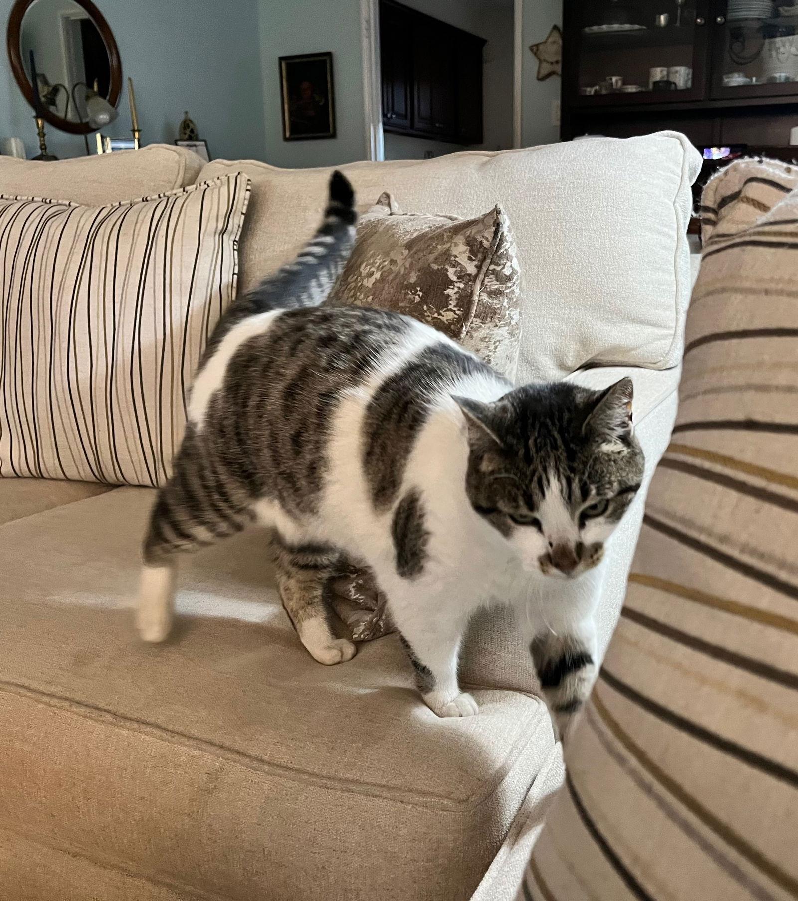 Enlarge Zena, a Adoptable Domestic Short Hair in Castro Valley, CA image 2/3