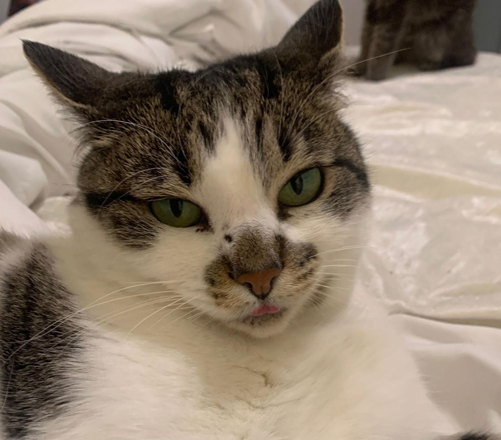 Enlarge Zena, a Adoptable Domestic Short Hair in Castro Valley, CA image 3/3