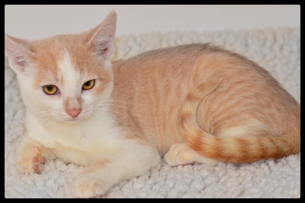 Orion A061274, Adoptable, Kitten Male Domestic Short Hair.
