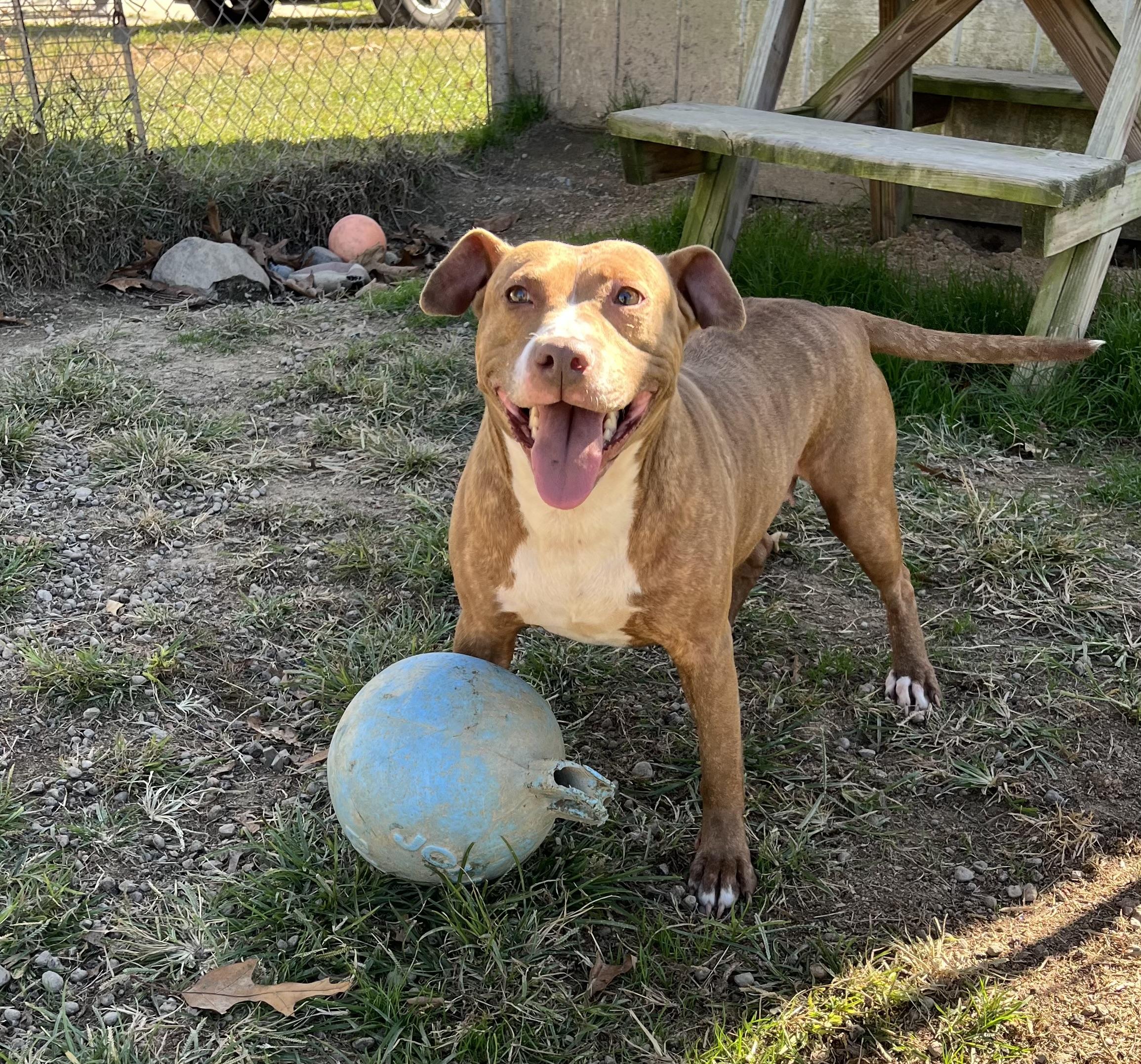Ember (LONGEST RESIDENT), Adoptable, Adult Female Terrier.