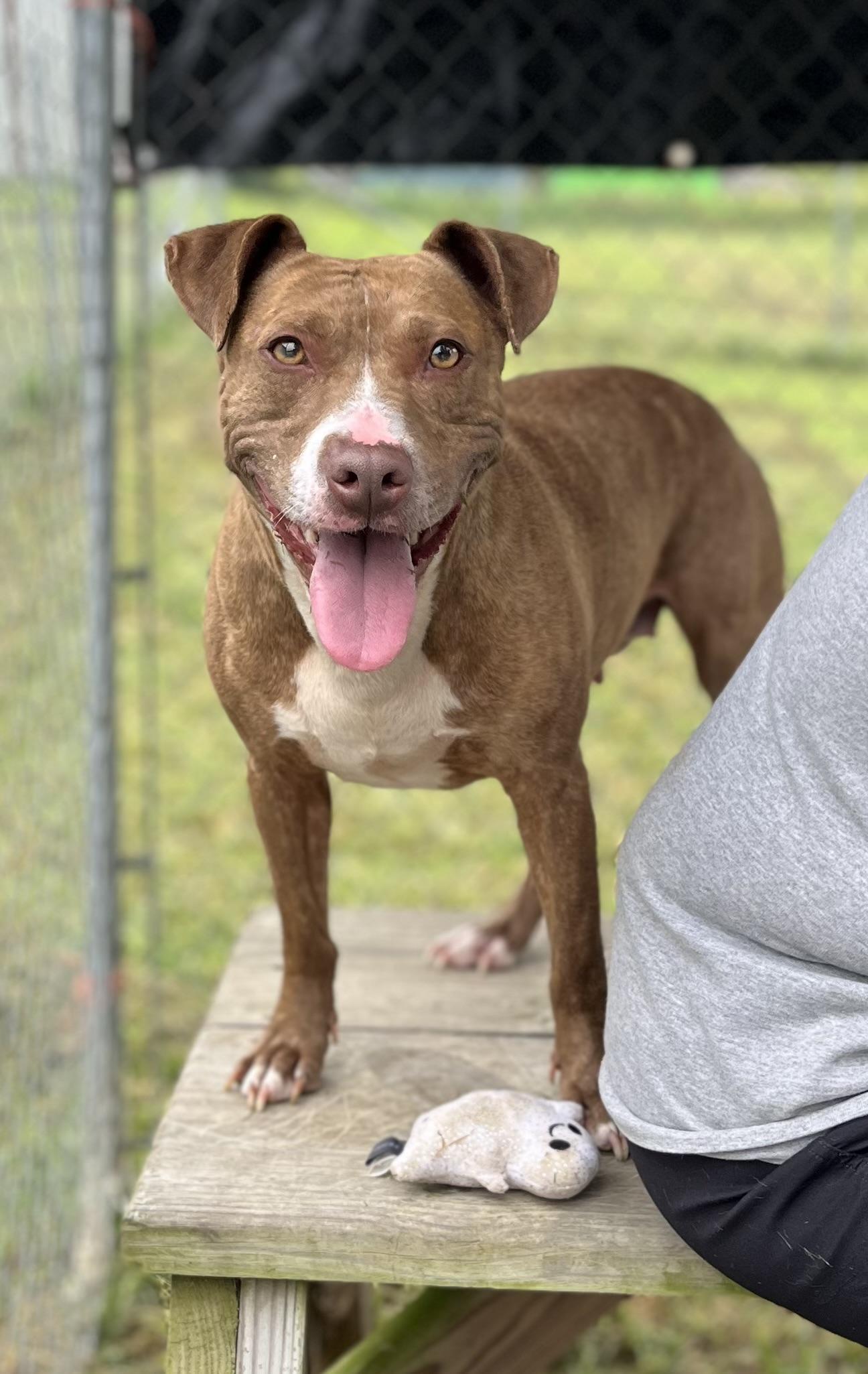 Ember (LONGEST RESIDENT), Adoptable, Adult Female Terrier.
