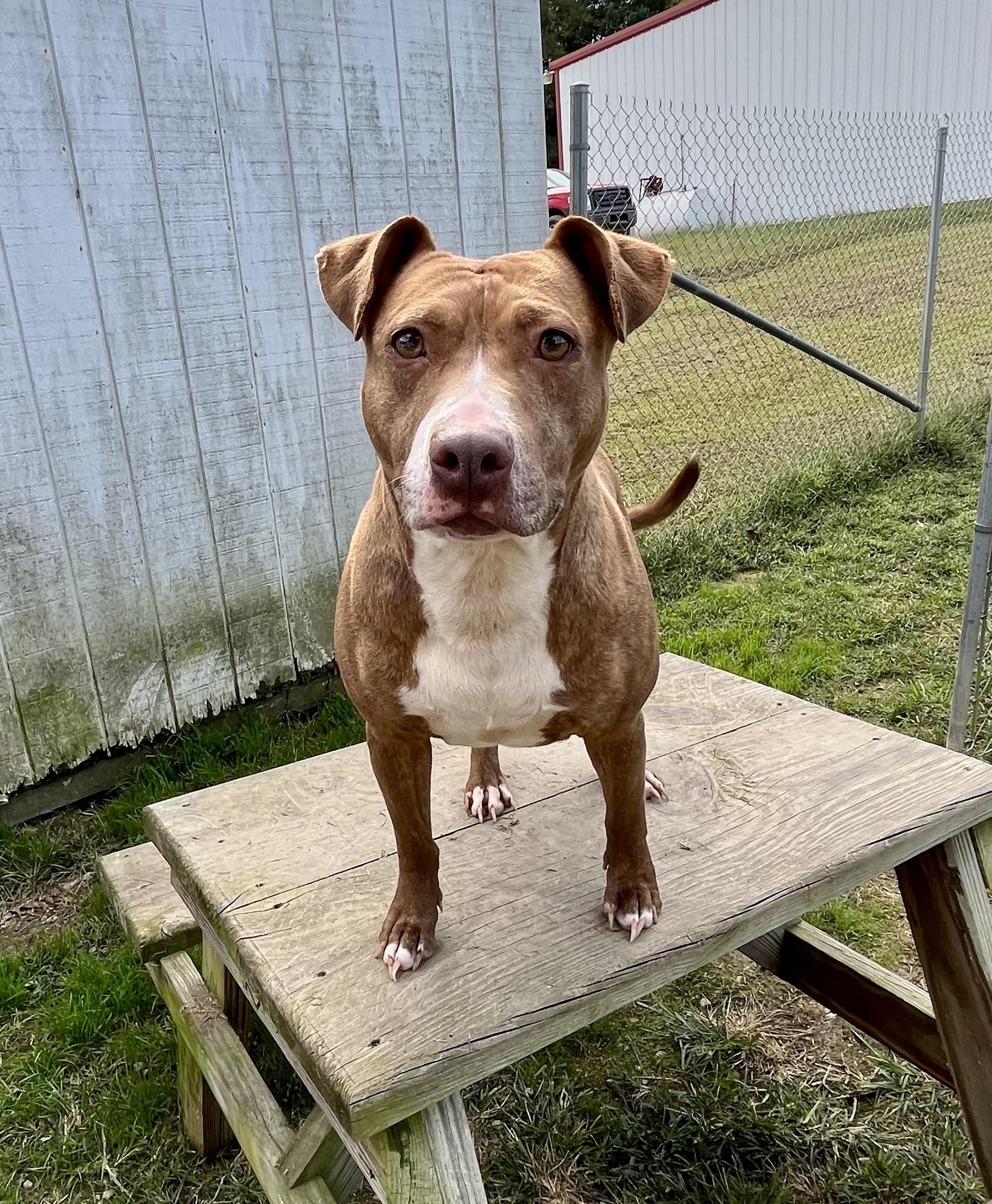 Ember (LONGEST RESIDENT), a Adoptable Terrier in Blackstone, VA image 5/5