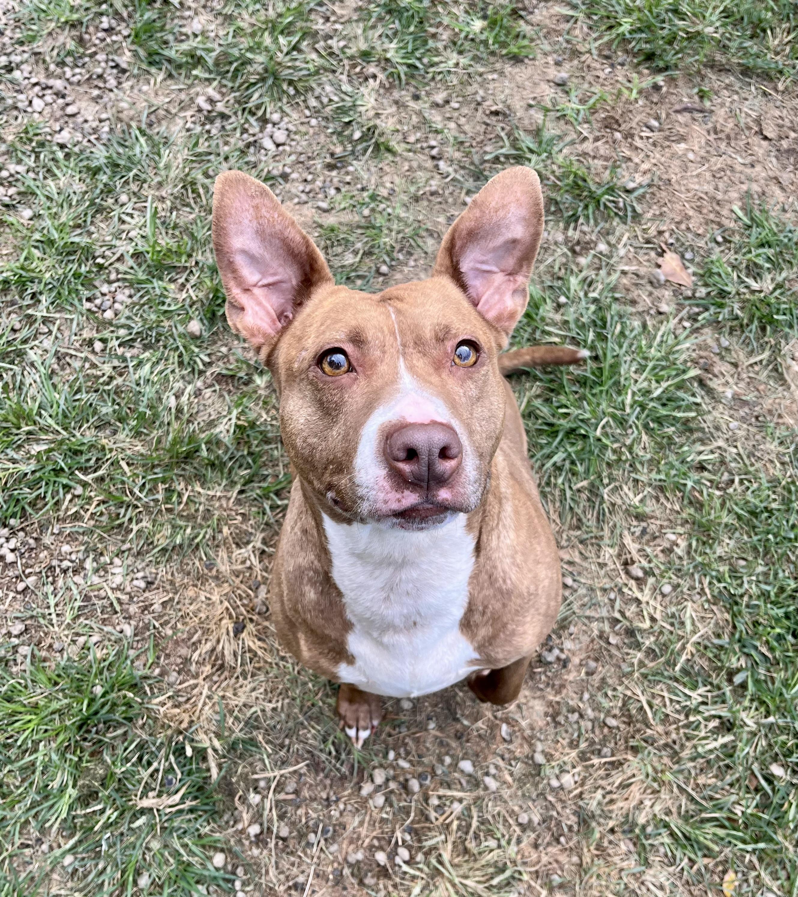 Ember (LONGEST RESIDENT), a Adoptable Terrier in Blackstone, VA image 4/5