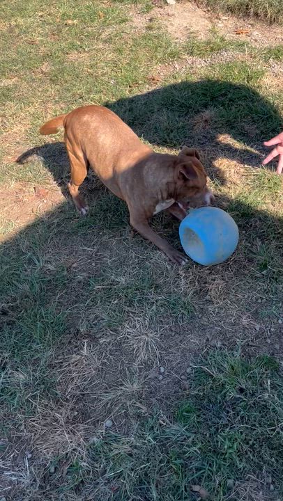 Enlarge Ember (LONGEST RESIDENT), a Adoptable Terrier in Blackstone, VA video 3/5