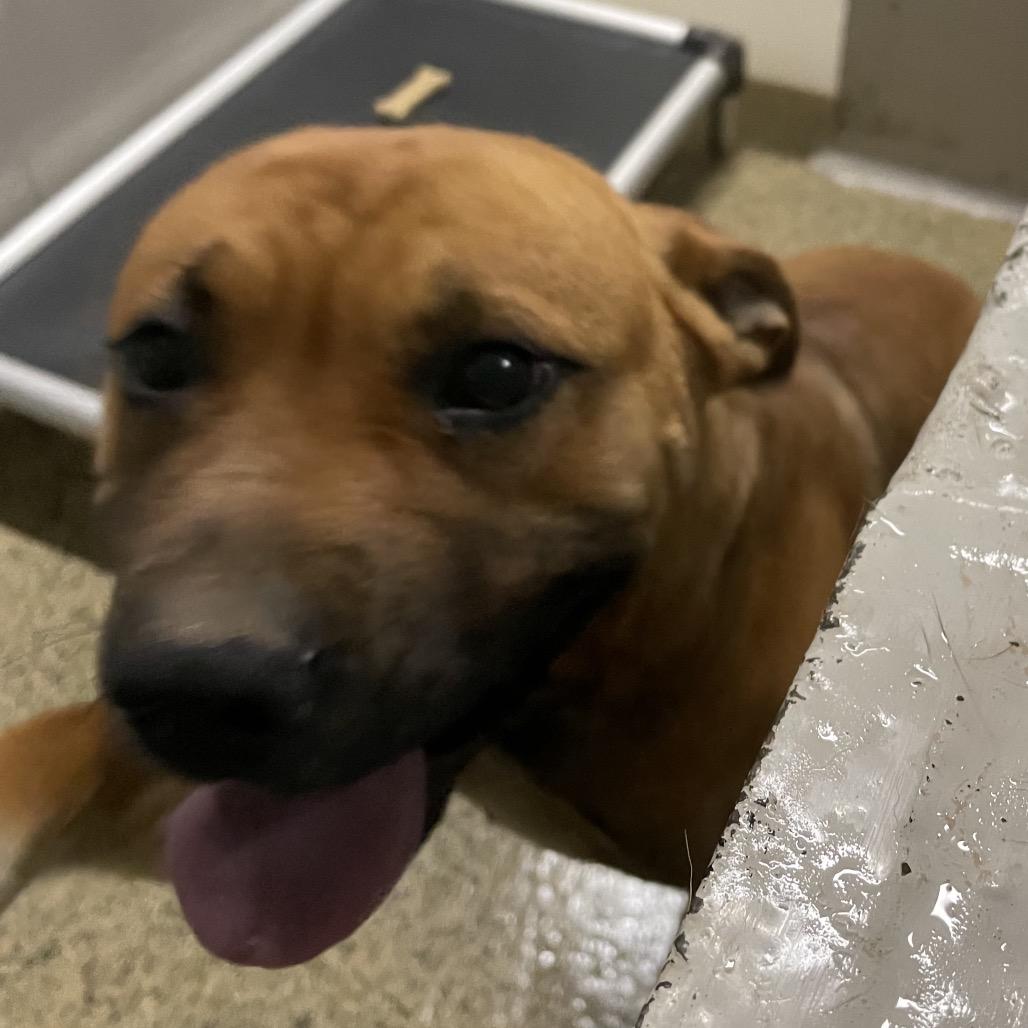 Boy, Adoptable, Young Male Terrier & Mixed Breed.