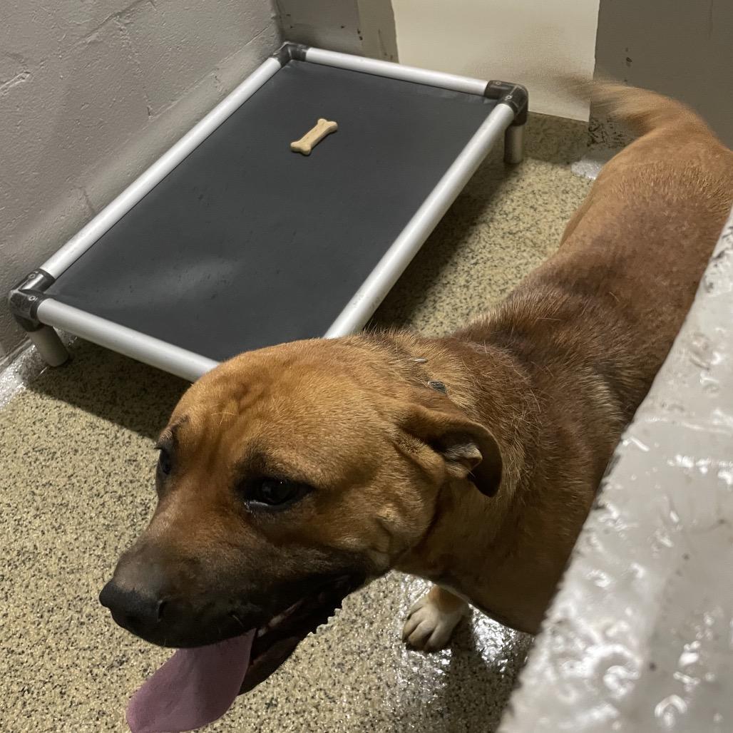 Enlarge Boy, a Adoptable mixed breed in Marble, NC image 2/3