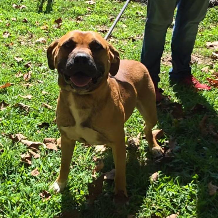 Enlarge Boy, a Adoptable mixed breed in Marble, NC image 3/3