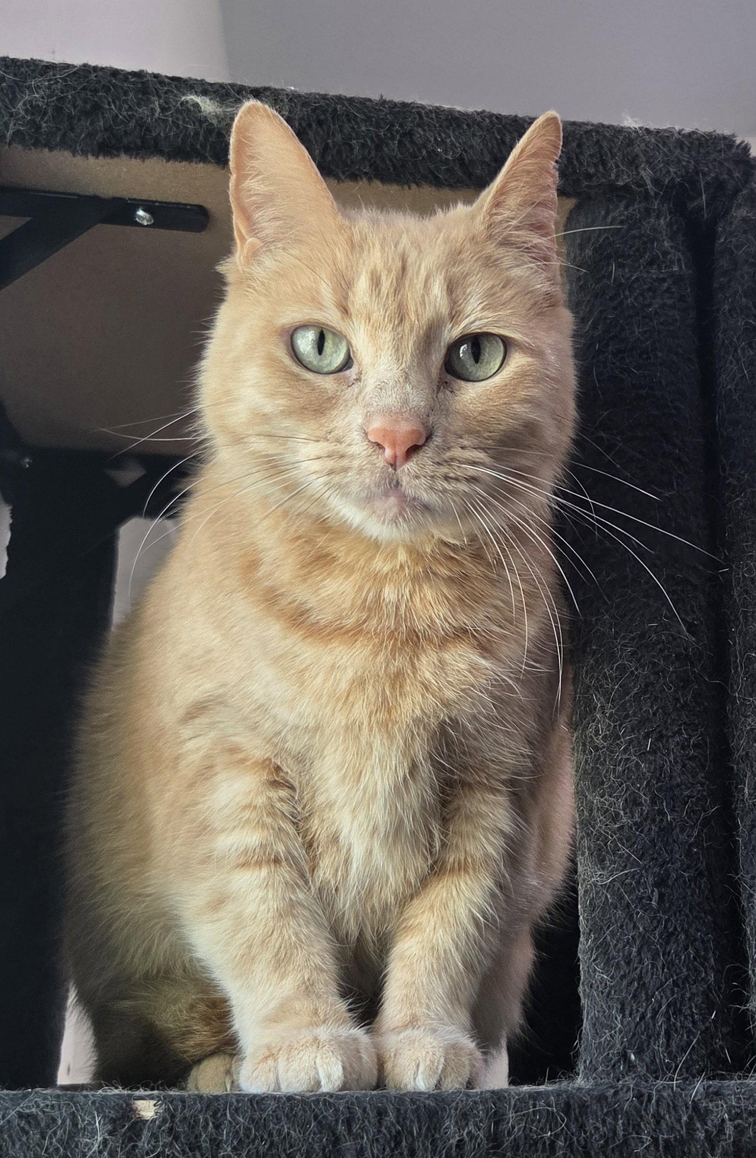 Waffles, Adoptable, Adult Female Domestic Short Hair.
