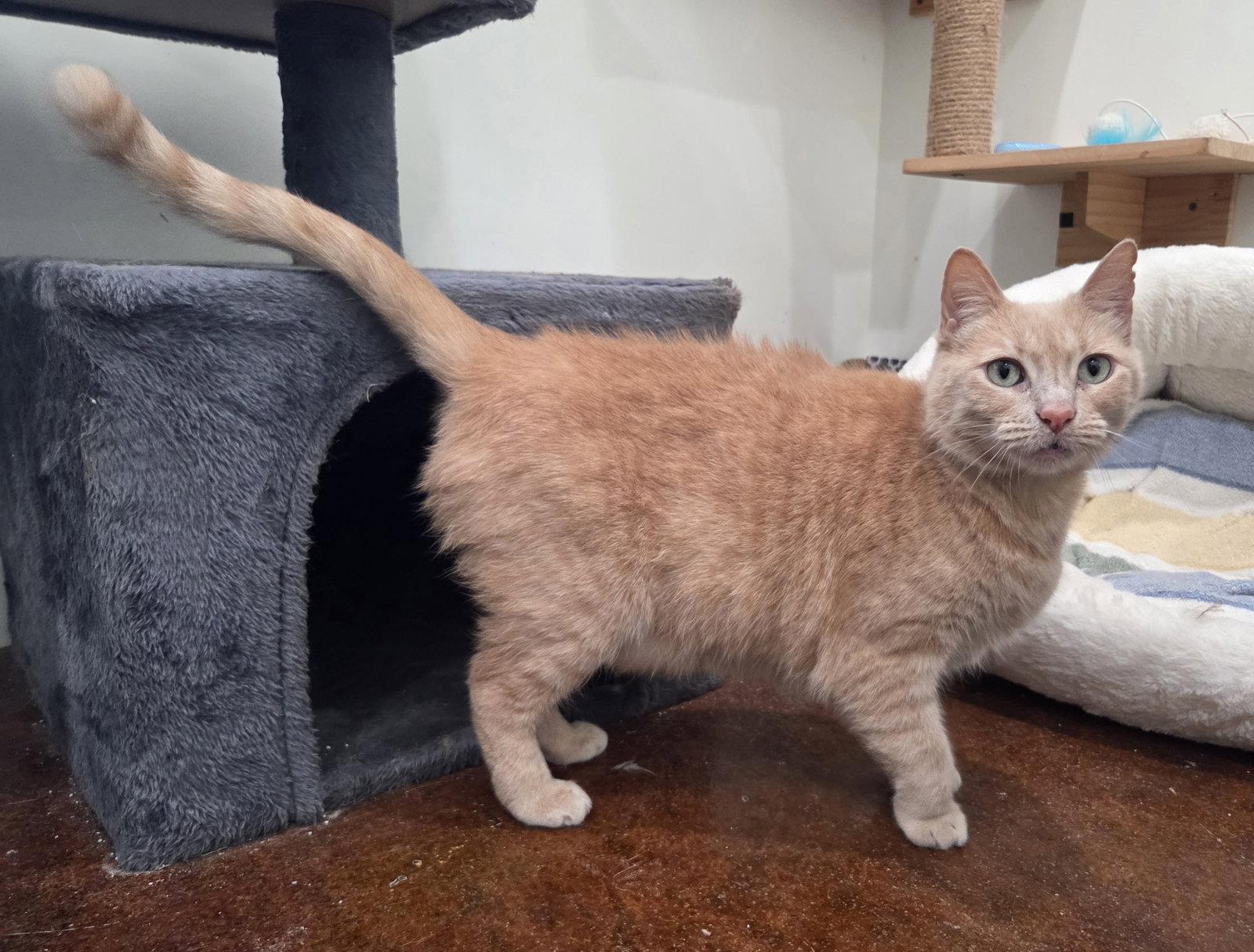 Enlarge Waffles, a Adoptable Domestic Short Hair in Magnolia Springs, AL image 2/3