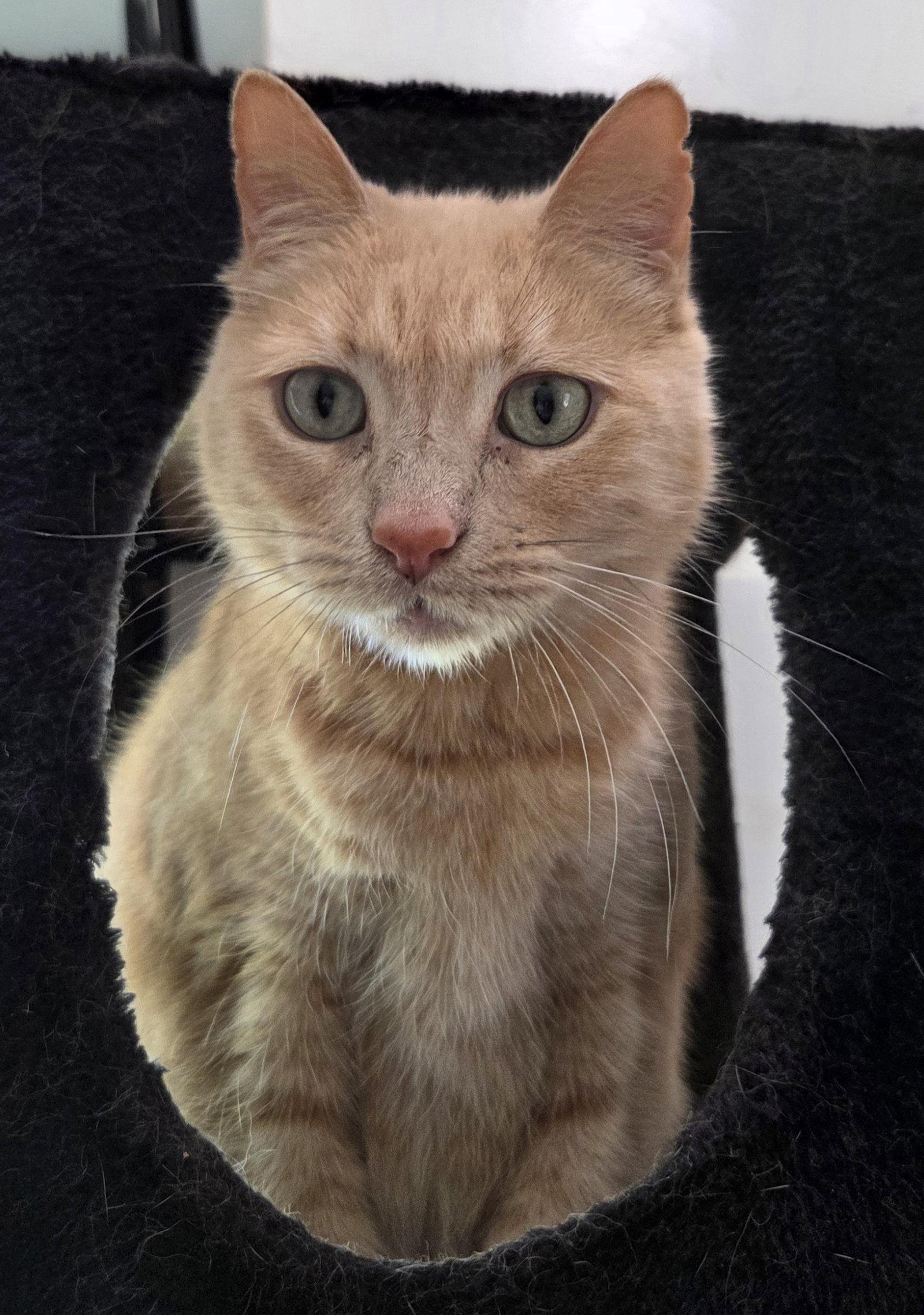 Enlarge Waffles, a Adoptable Domestic Short Hair in Magnolia Springs, AL image 3/3