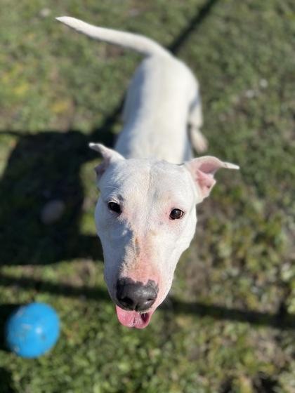 Ichiro, Adoptable, Adult Female Bull Terrier & Mixed Breed.