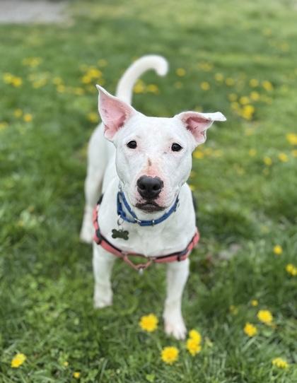 Ichiro, Adoptable, Adult Female Bull Terrier & Mixed Breed.