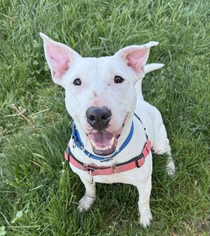 Enlarge Ichiro, a Adoptable mixed breed in Burlington, WA image 2/3