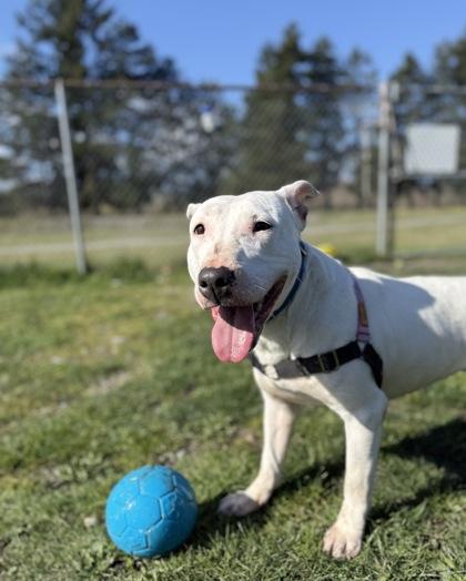 Enlarge Ichiro, a Adoptable mixed breed in Burlington, WA image 3/3