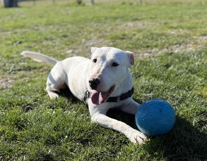 Enlarge Ichiro, a Adoptable mixed breed in Burlington, WA image 3/3