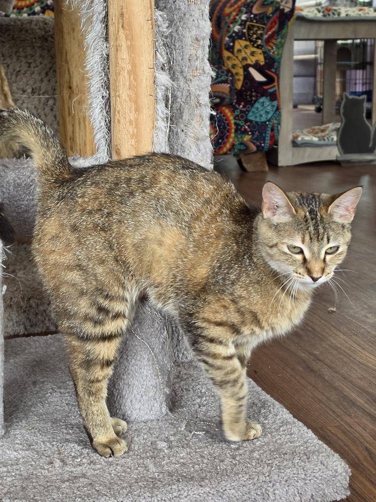 Enlarge Kyoko, a Adoptable mixed breed in Wild Rose, WI image 1/2