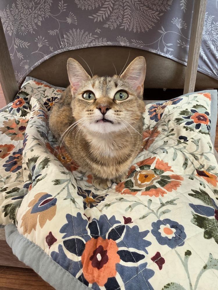 Enlarge Kyoko, a Adoptable mixed breed in Wild Rose, WI image 1/1