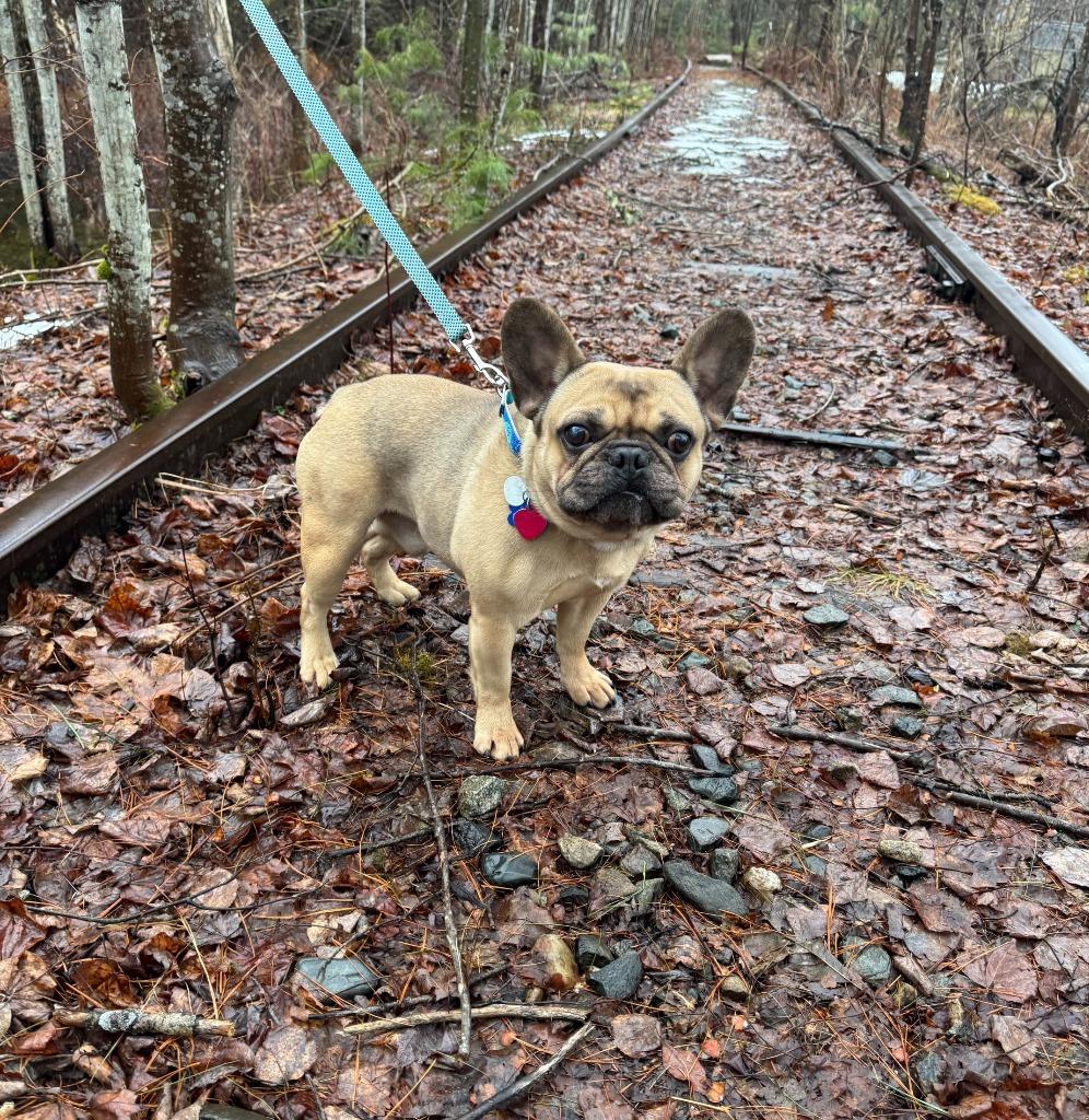 Enlarge Remy, a Adoptable French Bulldog in Lunenburg, VT image 1/3