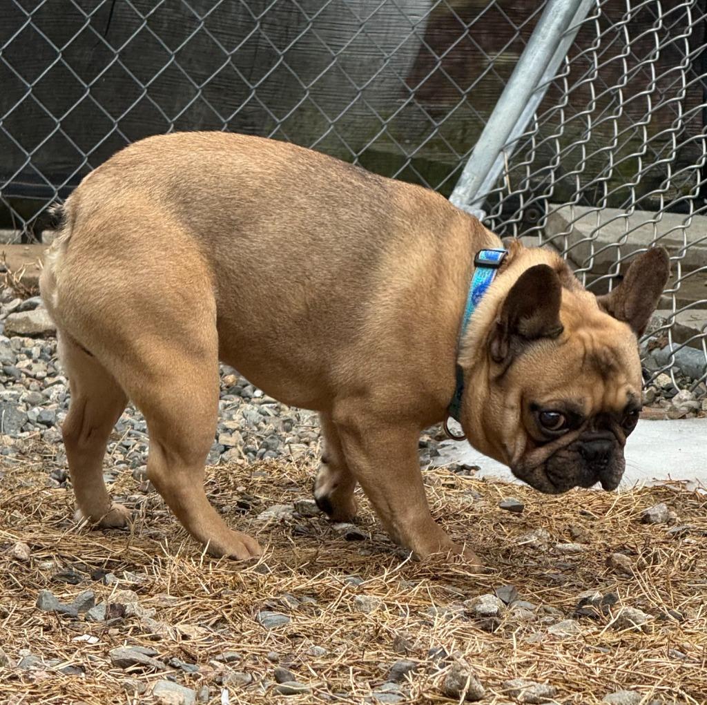 Enlarge Remy, a Adoptable French Bulldog in Lunenburg, VT image 2/3