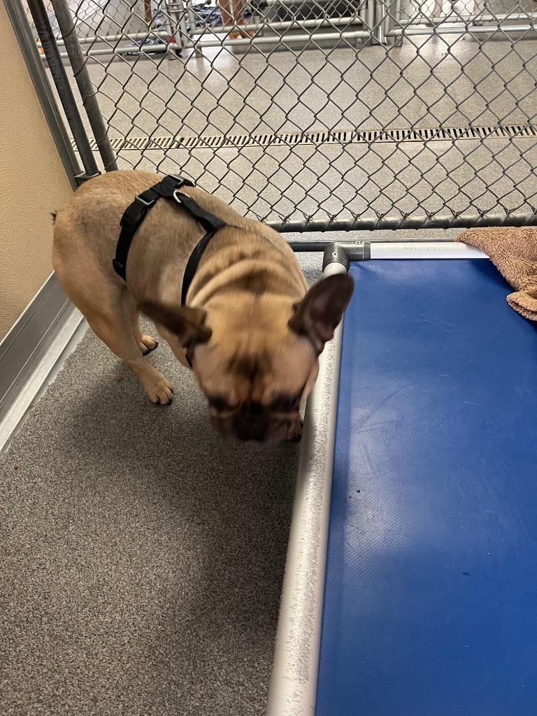 Enlarge Remy, a Adoptable French Bulldog in Lunenburg, VT image 3/3