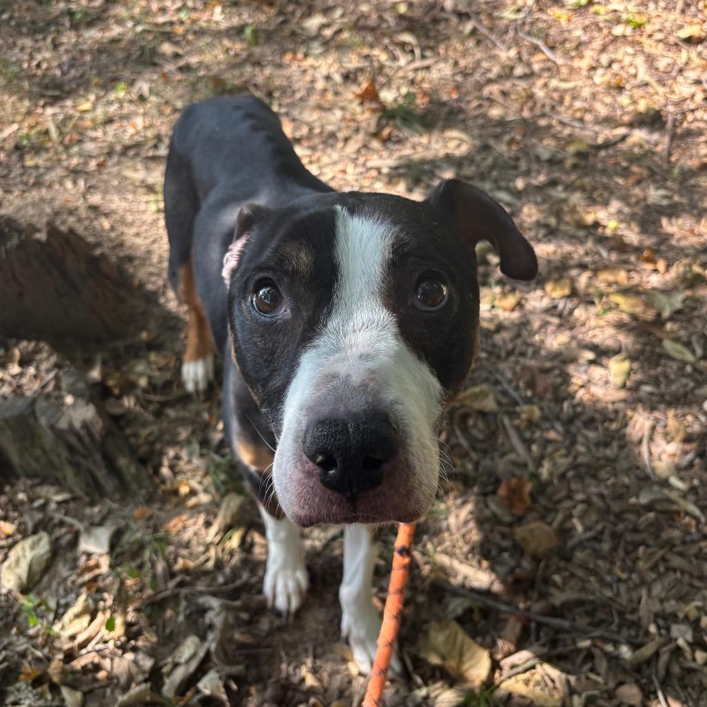 Enlarge Ares, a Adoptable Mixed Breed in Edwardsville, IL image 1/6