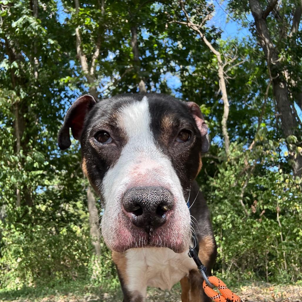 Enlarge Ares, a Adoptable Mixed Breed in Edwardsville, IL image 2/6