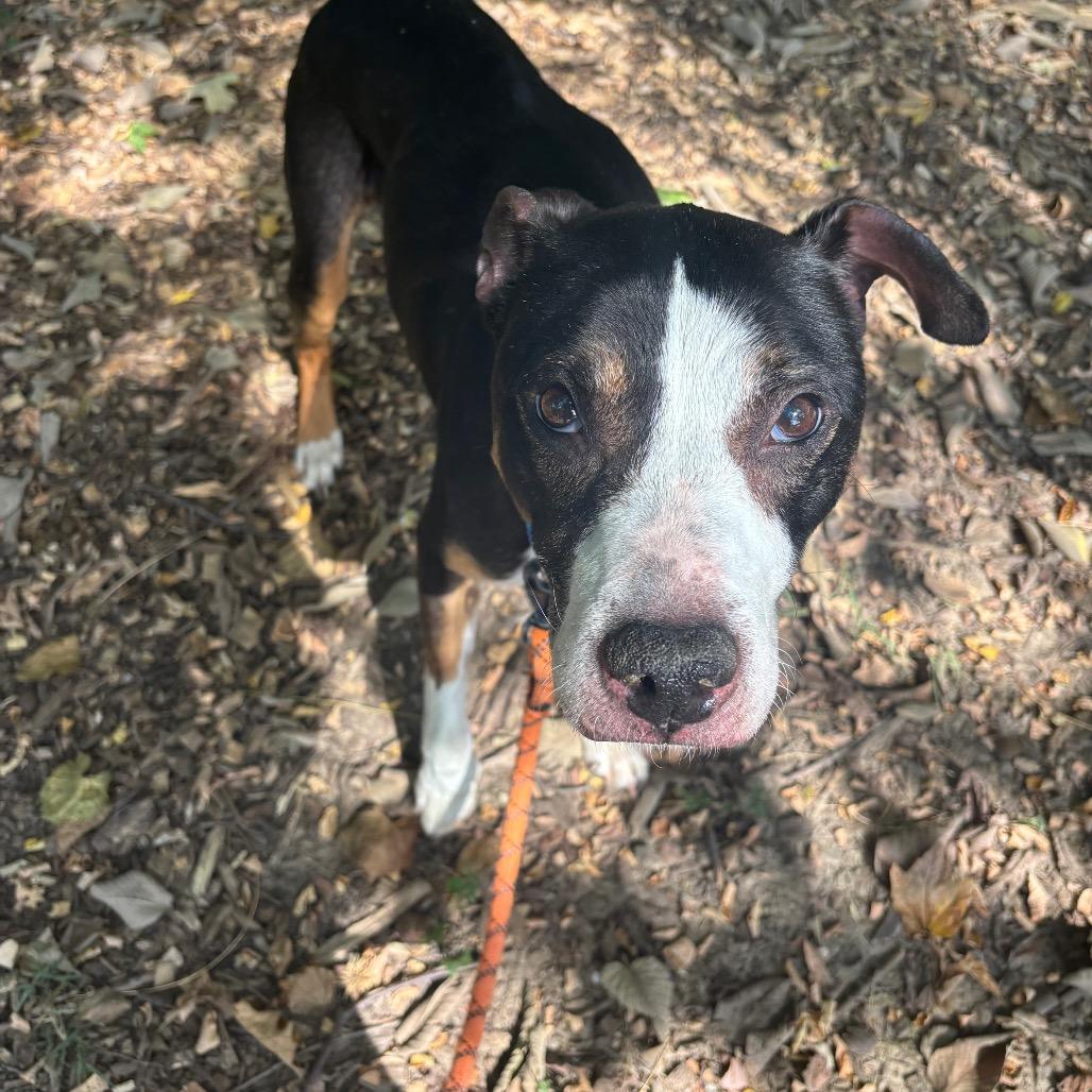 Enlarge Ares, a Adoptable Mixed Breed in Edwardsville, IL image 3/6