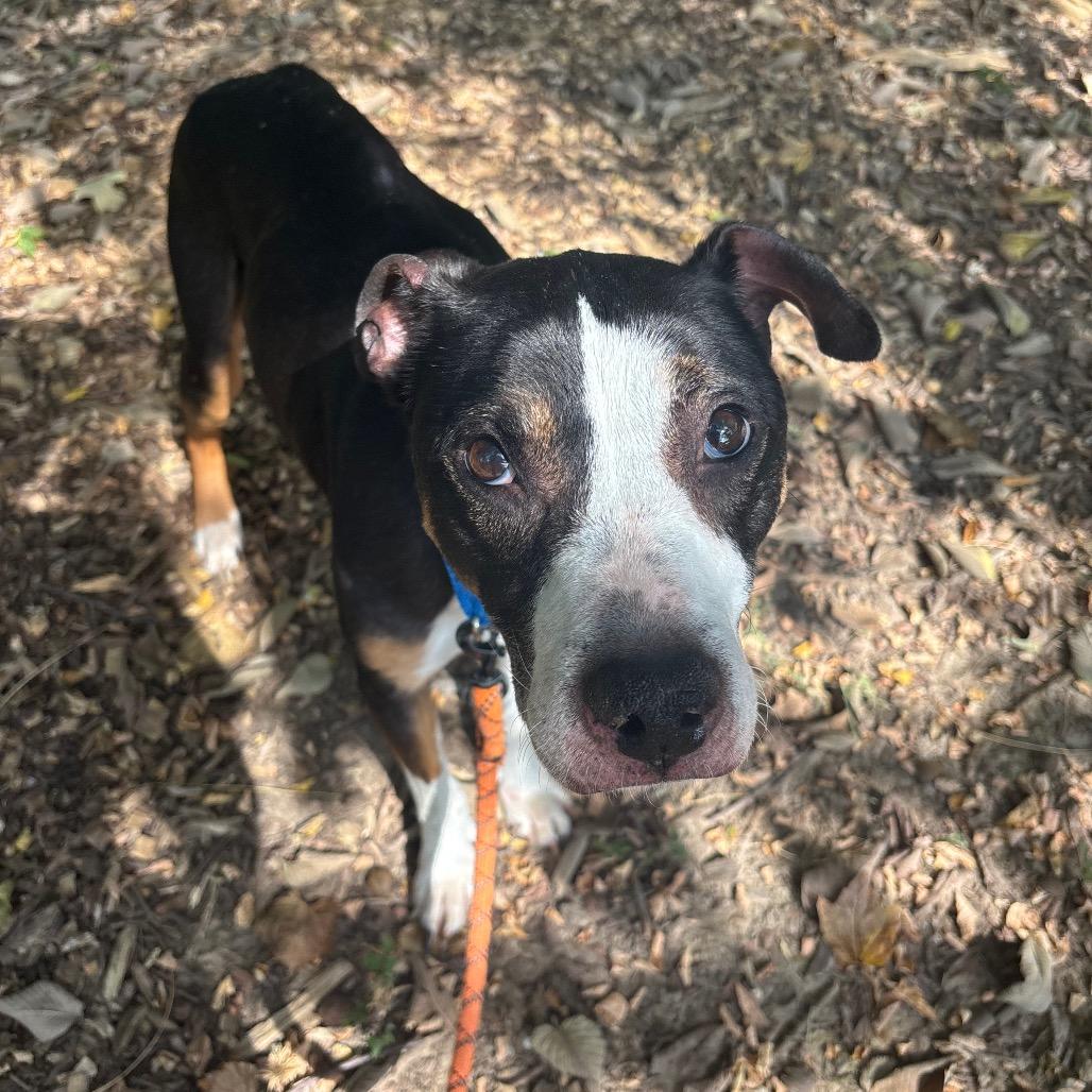 Enlarge Ares, a Adoptable Mixed Breed in Edwardsville, IL image 4/6
