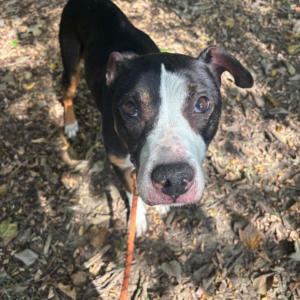 Enlarge Ares, a Adoptable Mixed Breed in Edwardsville, IL image 5/6