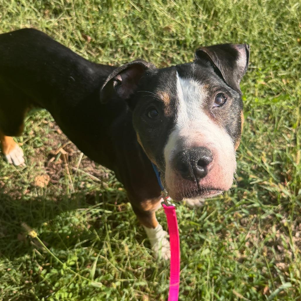 Enlarge Ares, a Adoptable Mixed Breed in Edwardsville, IL image 6/6