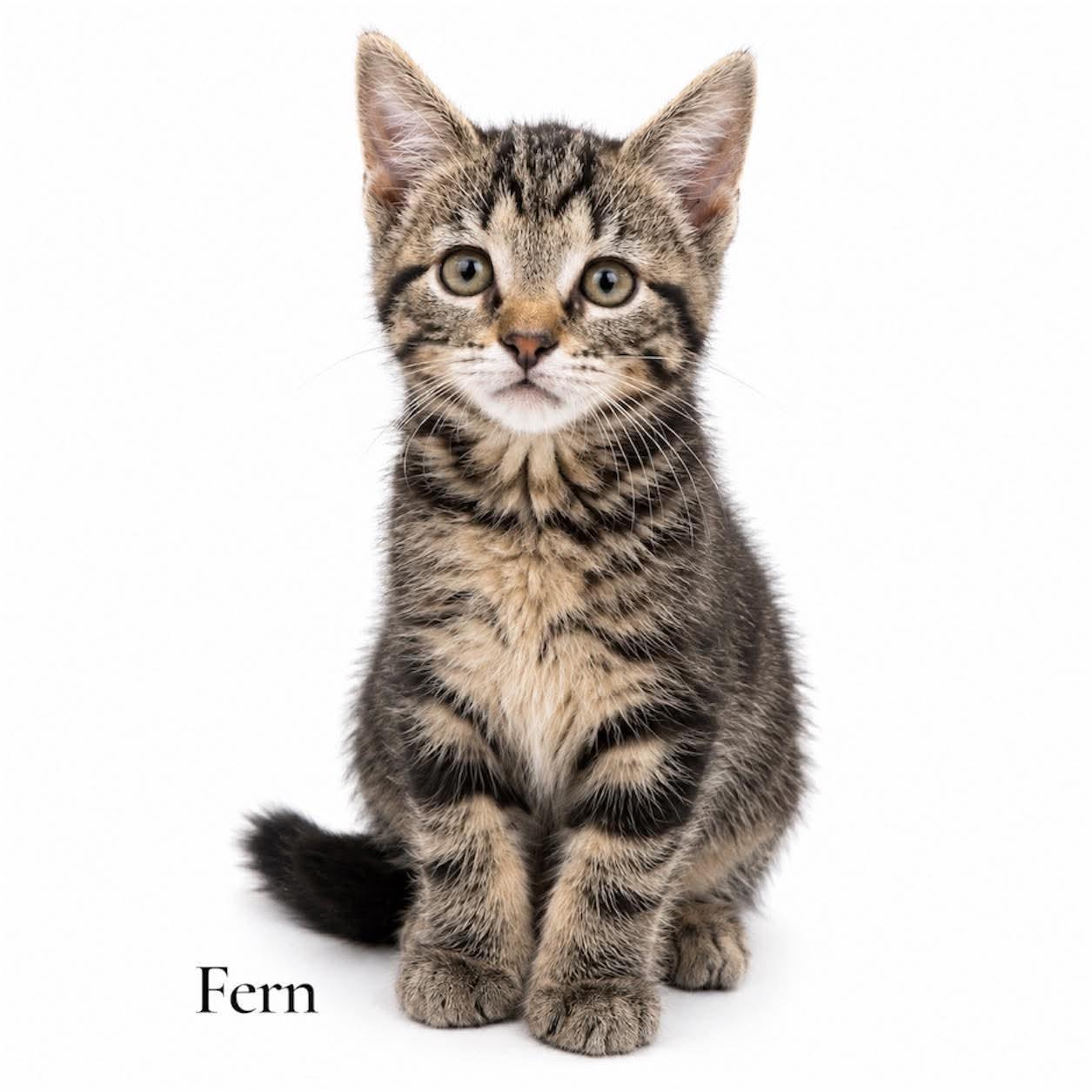 Fern, adopted, Kitten Female Domestic Short Hair.