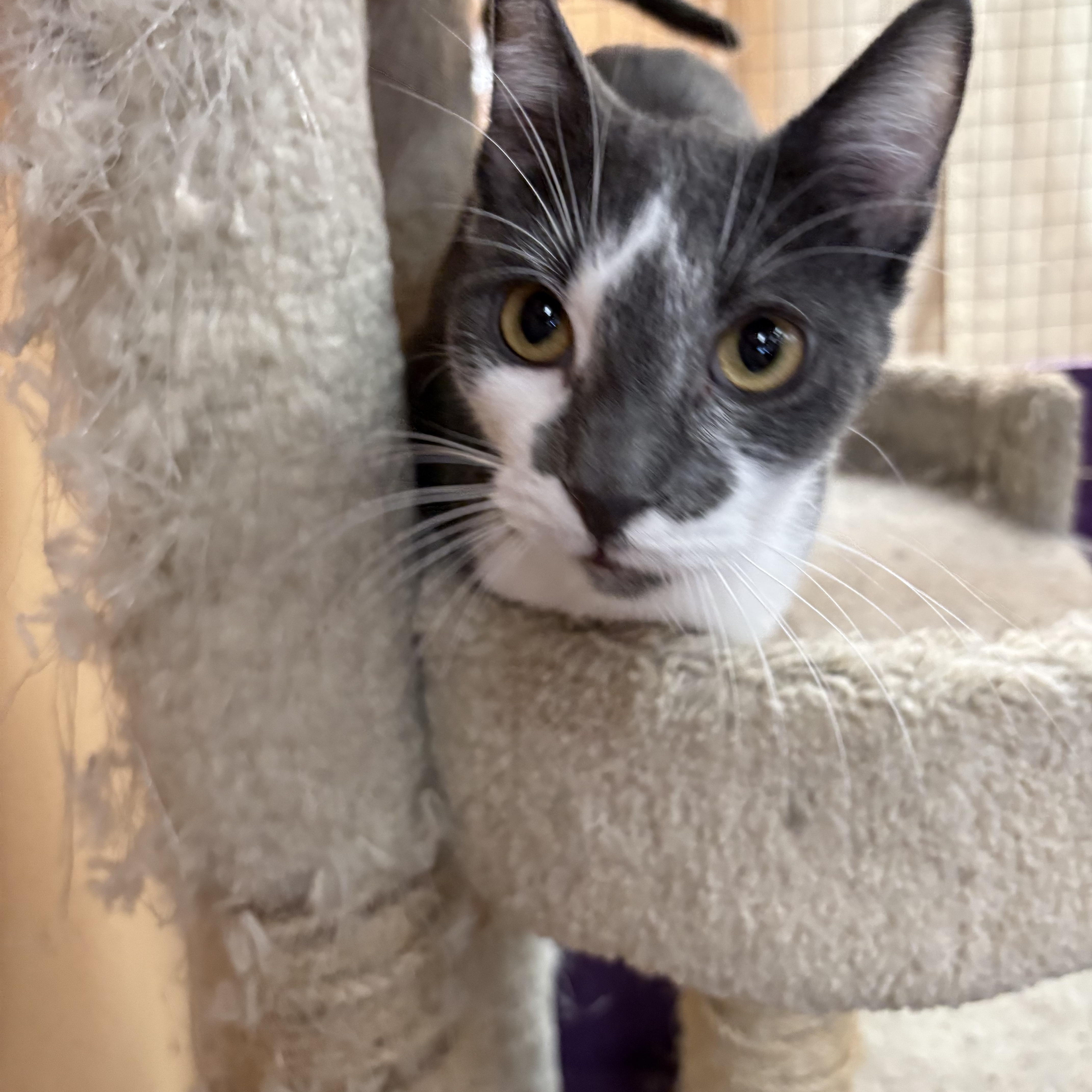 Zelazney, a ADOPTABLE American Shorthair in Albuquerque, NM image 2/3