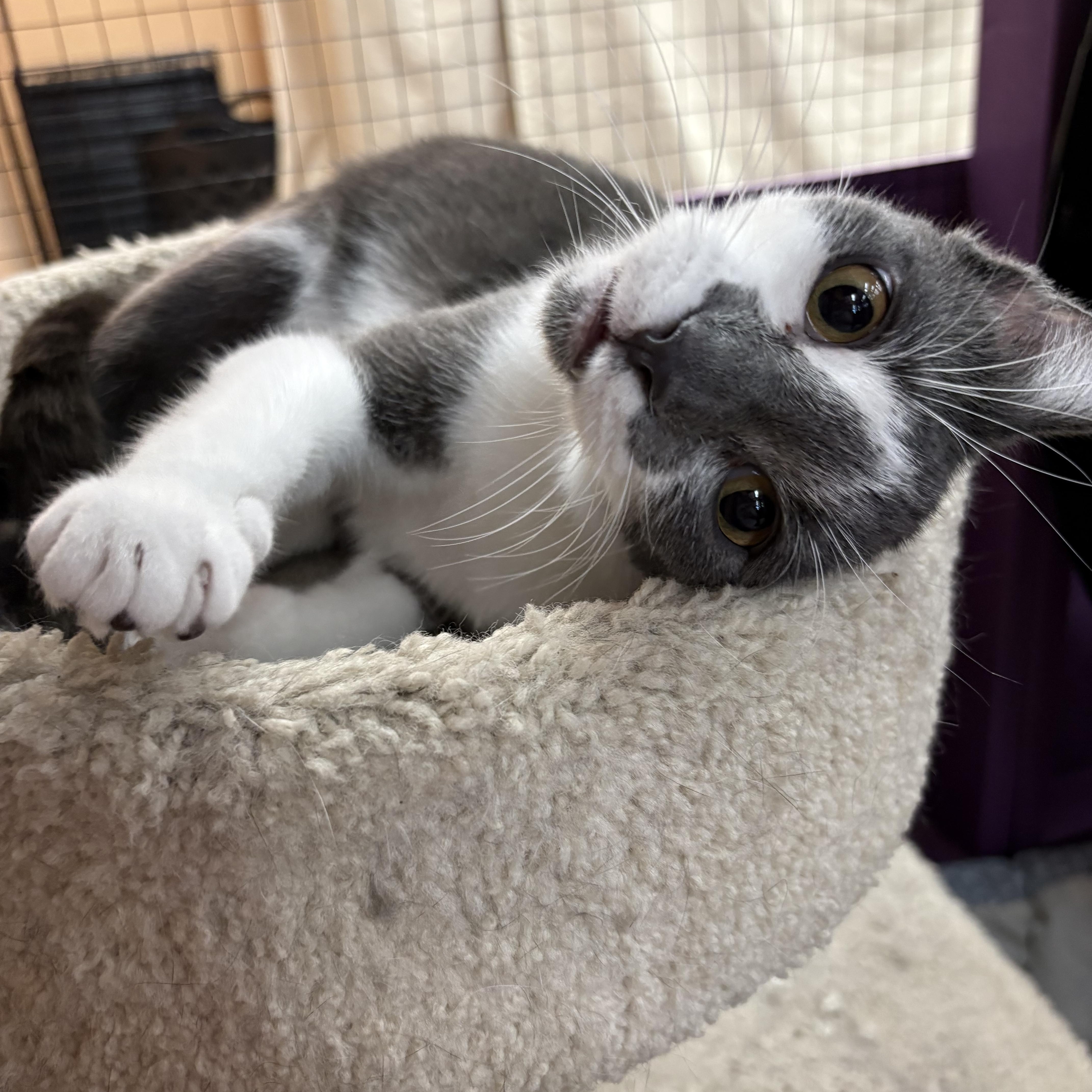 Zelazney, ADOPTABLE, Adult Male American Shorthair.